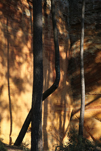 Arbres et ocres du Lubéron