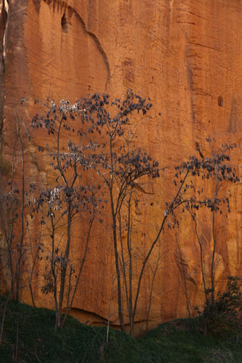 Arbres et ocres du Lubéron